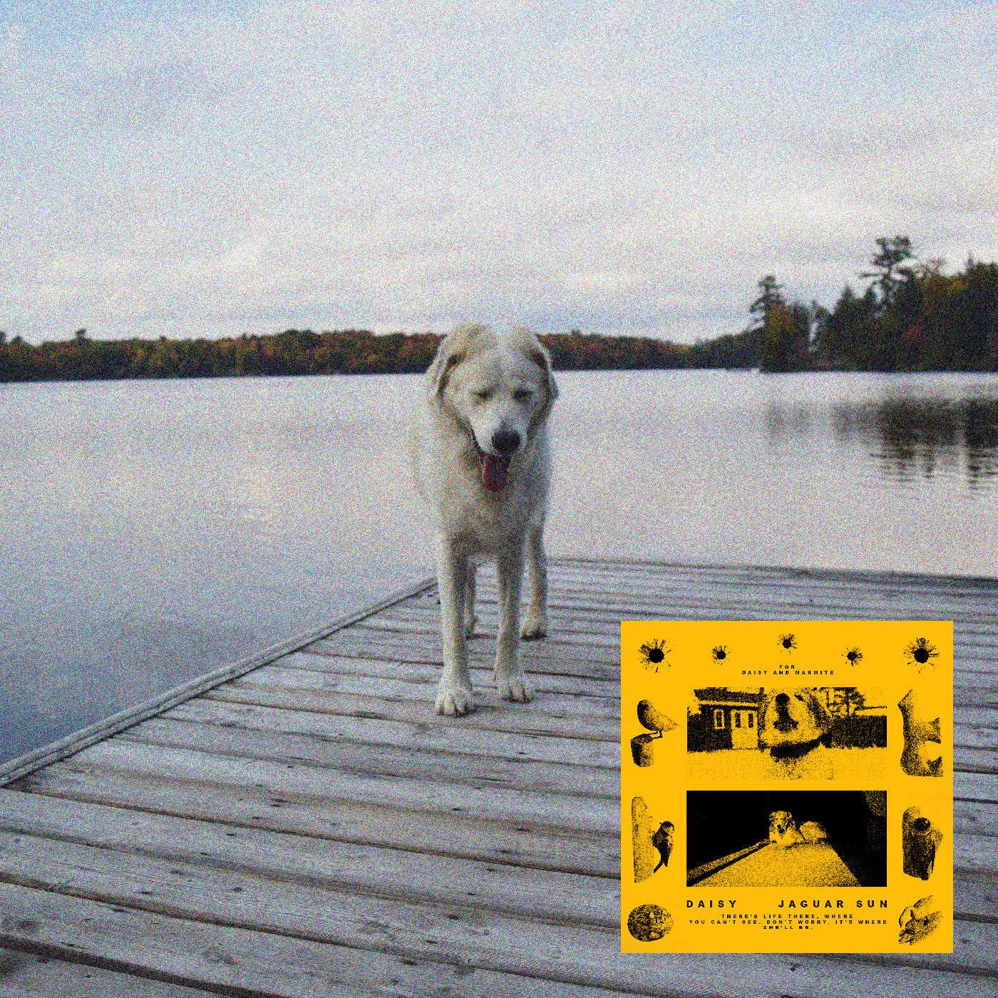 Jaguar Sun Daisy (Black And Yellow Swirl Vinyl)